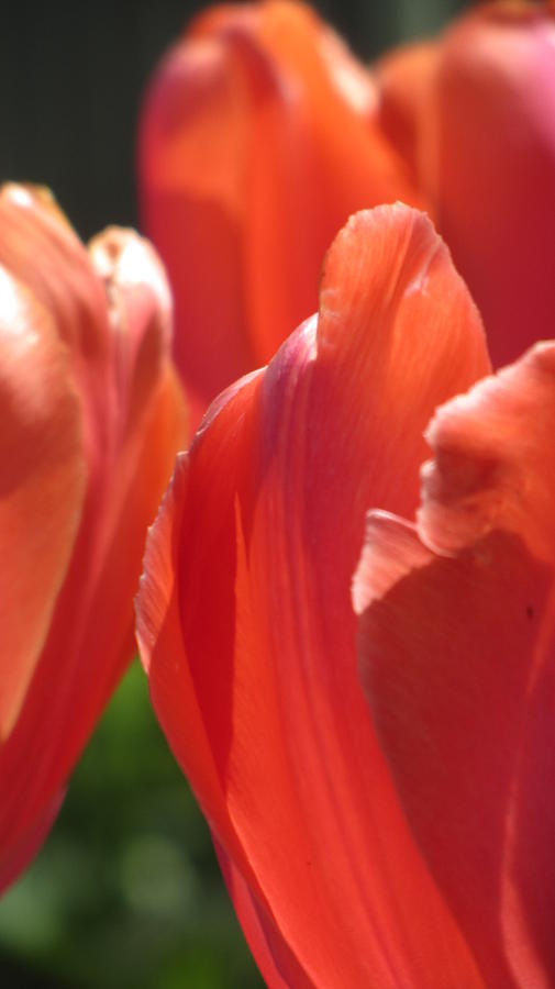 Tulip Backlit 8 Photograph by Anita Burgermeister