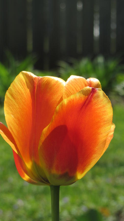 Tulip Backlit 9 Photograph by Anita Burgermeister