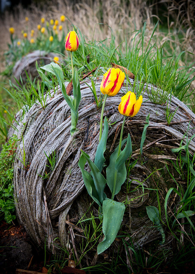 Nature Photograph - Tulip Bail by James Wheeler