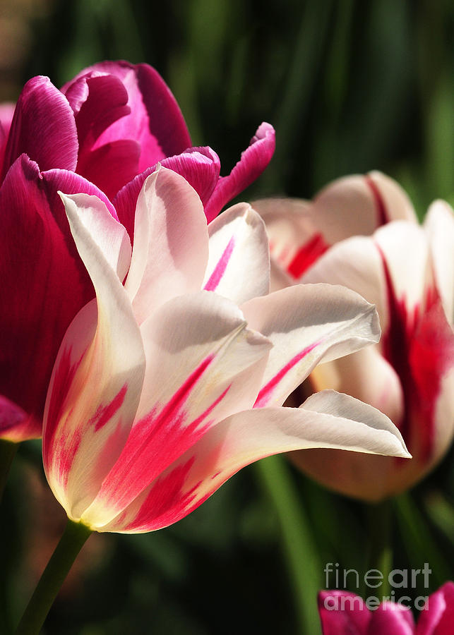 Tulip Beauty Photograph by Olivia Hardwicke