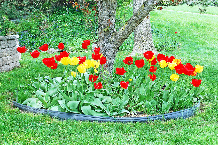 Tulip Bed Photograph by Aimee L Maher ALM GALLERY