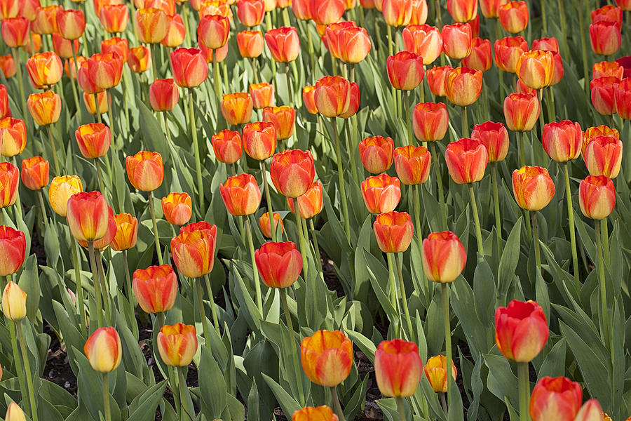 Tulip Bed Photograph by Eunice Gibb