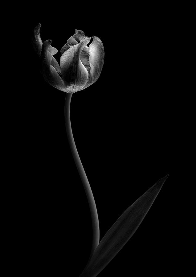 Tulip Photograph by Bharat Patel - Fine Art America