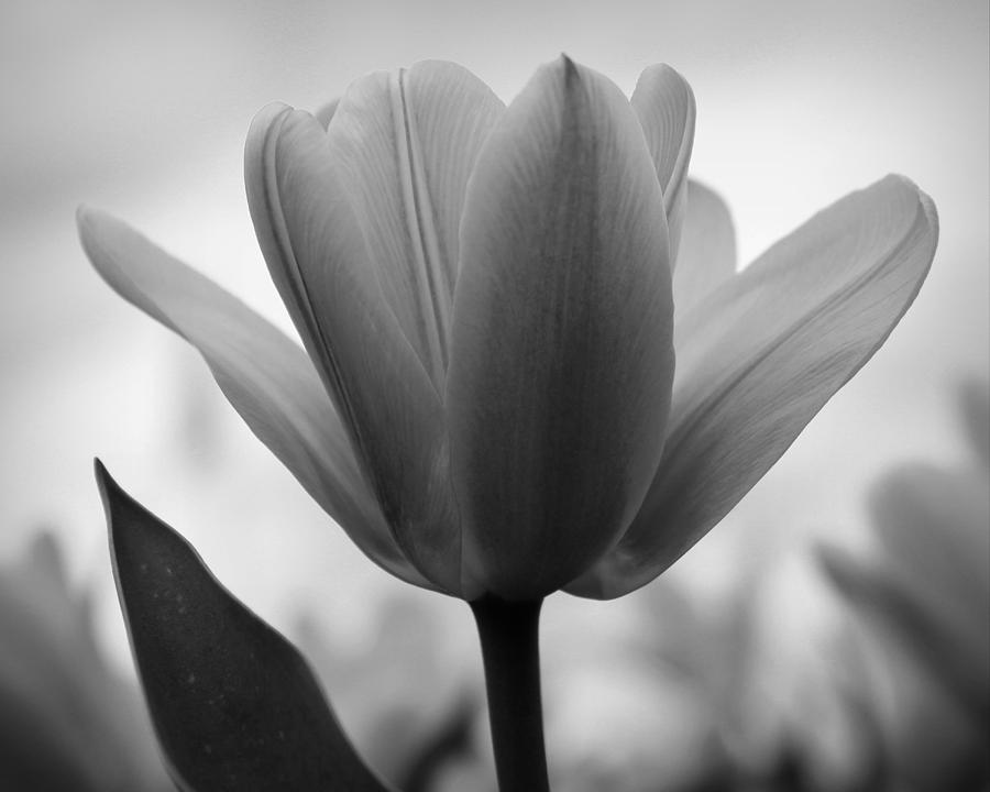 Tulip - Black And White Photograph by Joseph Skompski