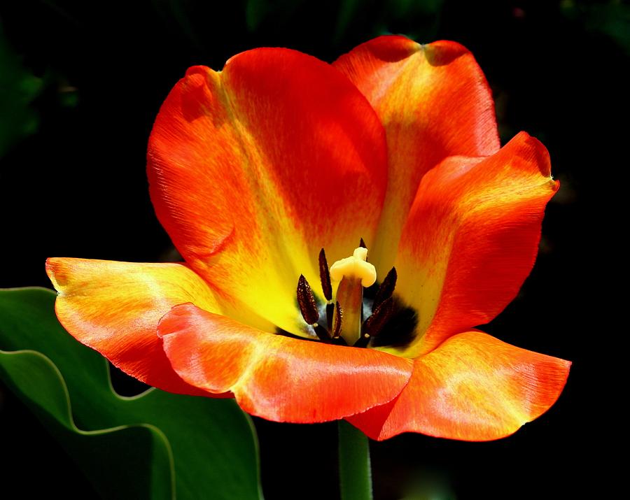 Spring Photograph - Tulip Bliss by Rosanne Jordan