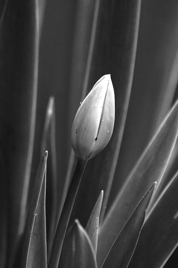 Tulip Blossom BW Photograph by Morgan Wright