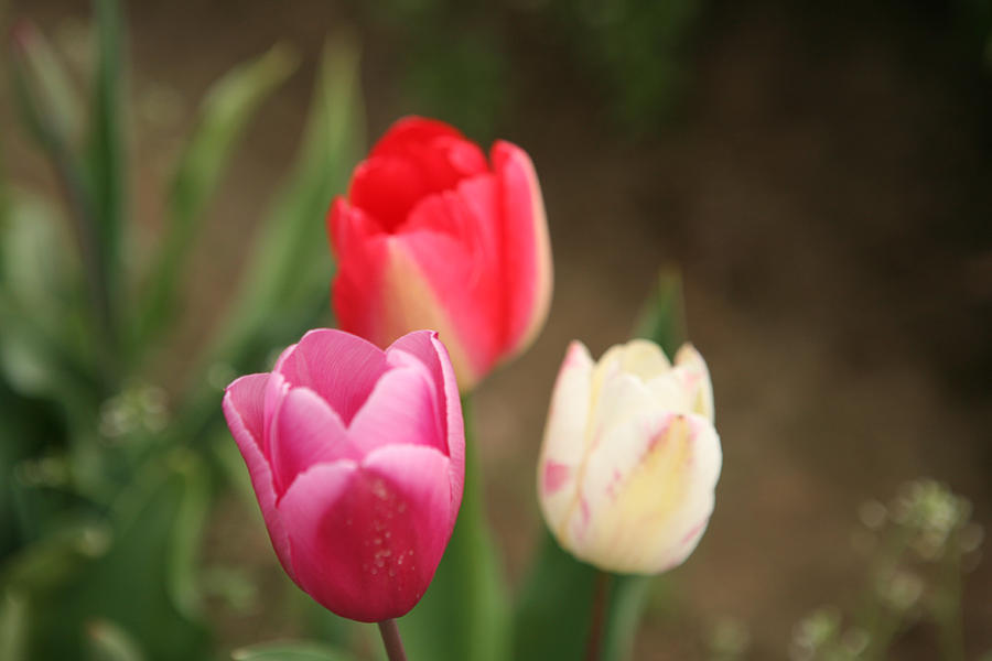 Tulip Blush Photograph by Liz Santie - Fine Art America