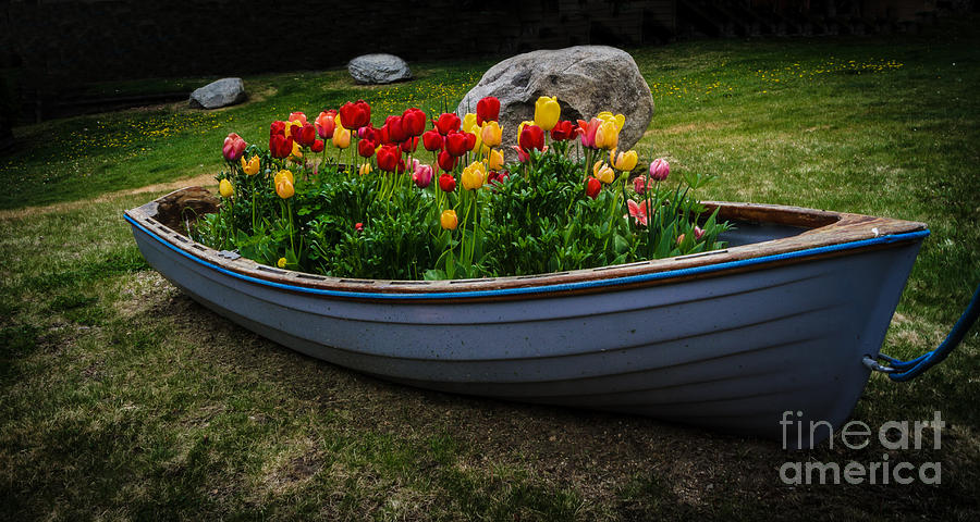 Tulip Boat Photograph by Mitch Shindelbower