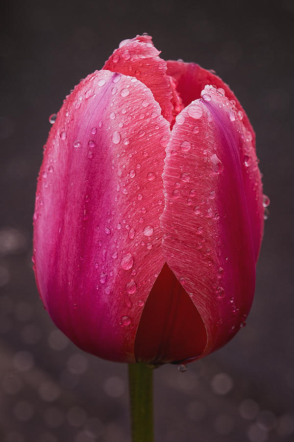 Tulip Photograph by Bob Stevens