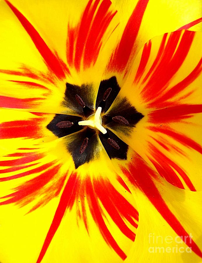 Tulip Bottom Photograph by Deb Schense