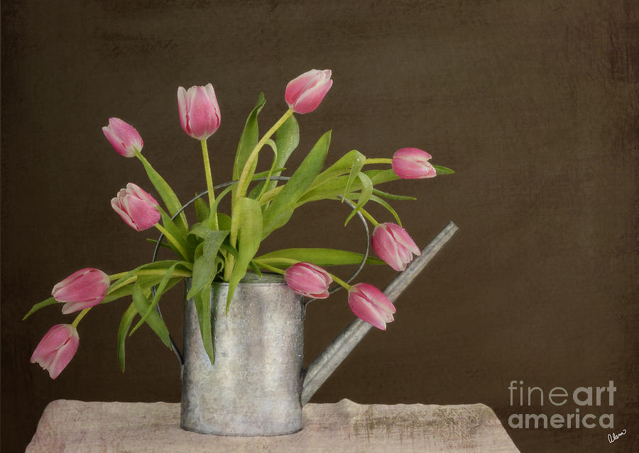 Tulip Photograph - Tulip Bouquet  by Alana Ranney