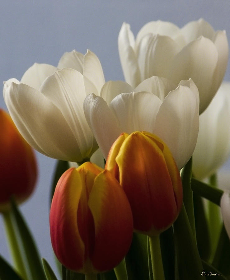 Tulip Bouquet Photograph by Michael Friedman