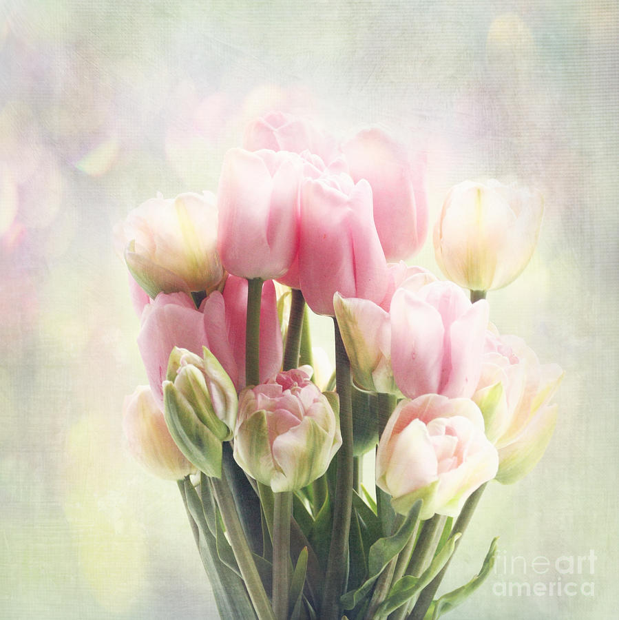 Tulip Photograph - Tulip Bouquet by Sylvia Cook