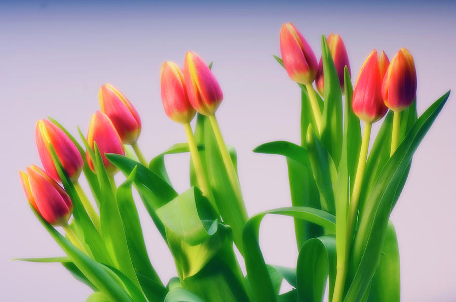 Tulip Bouquet (tulipa Sp.) Photograph by Maria Mosolova/science Photo ...