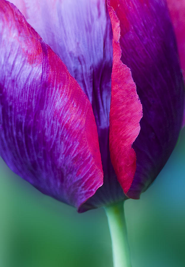 Tulip Bright  Photograph by Diane Fifield