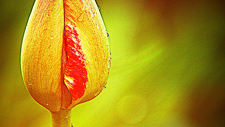 Tulip Bud I Photograph by Joan Han