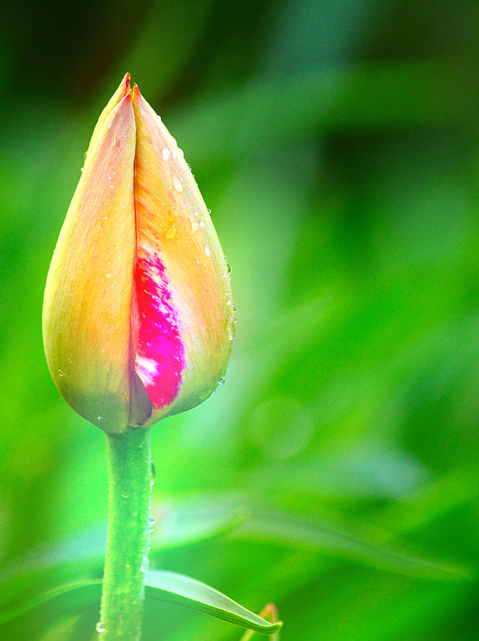 Tulip Bud Photograph by Joan Han