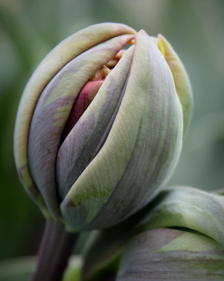 Tulip Bud Photograph by Joseph Skompski