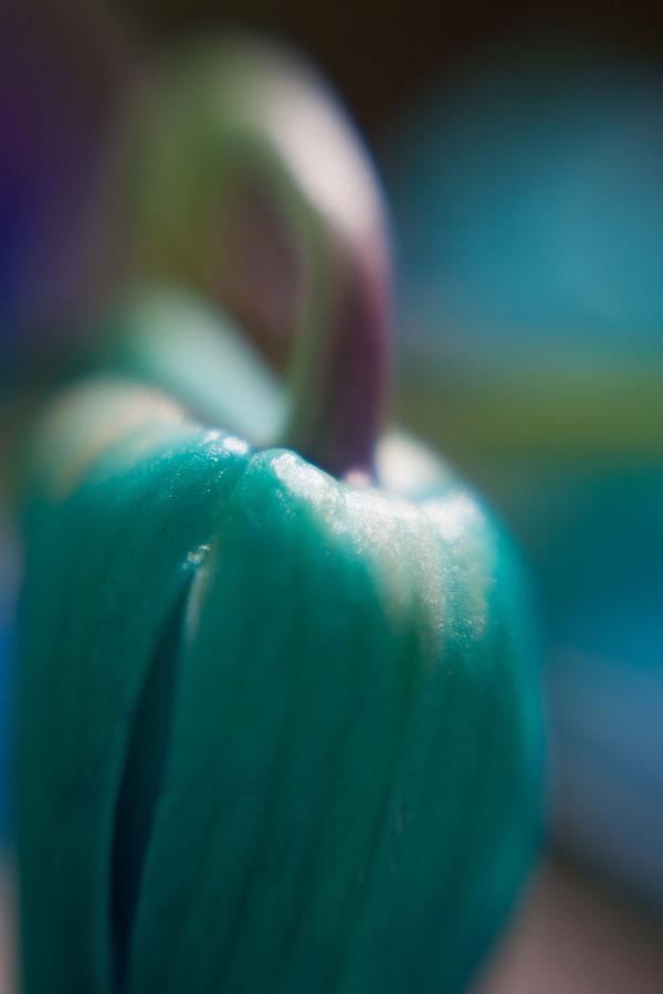 Tulip Bud Photograph by Natalie Rotman Cote