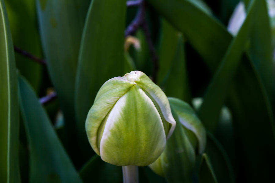 Tulip Bud Photograph by Paula Ponath