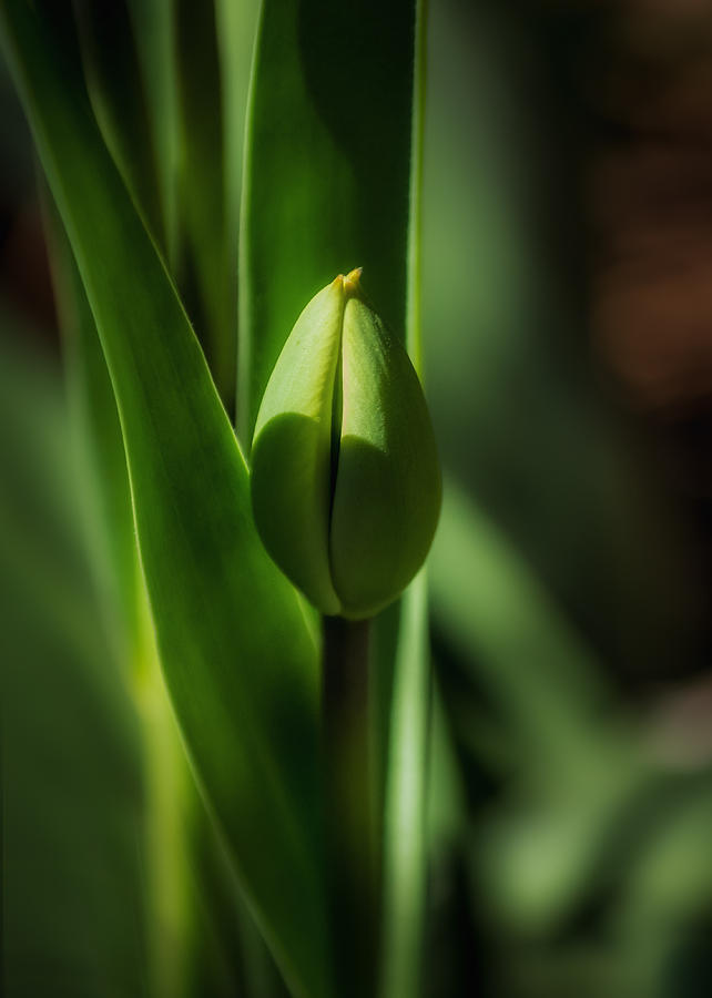 Tulip Bud Photograph by Peter Scott