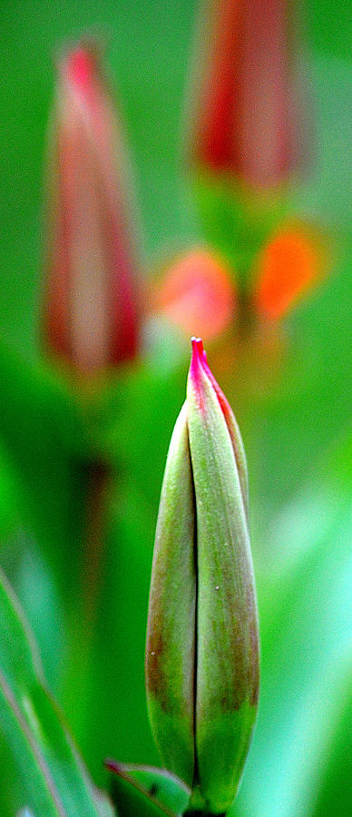 Tulip Buds I Photograph by Joan Han