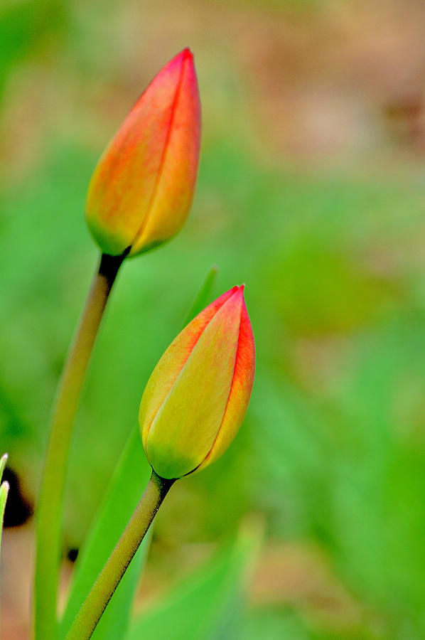 Tulip Buds Photograph by Joan Han