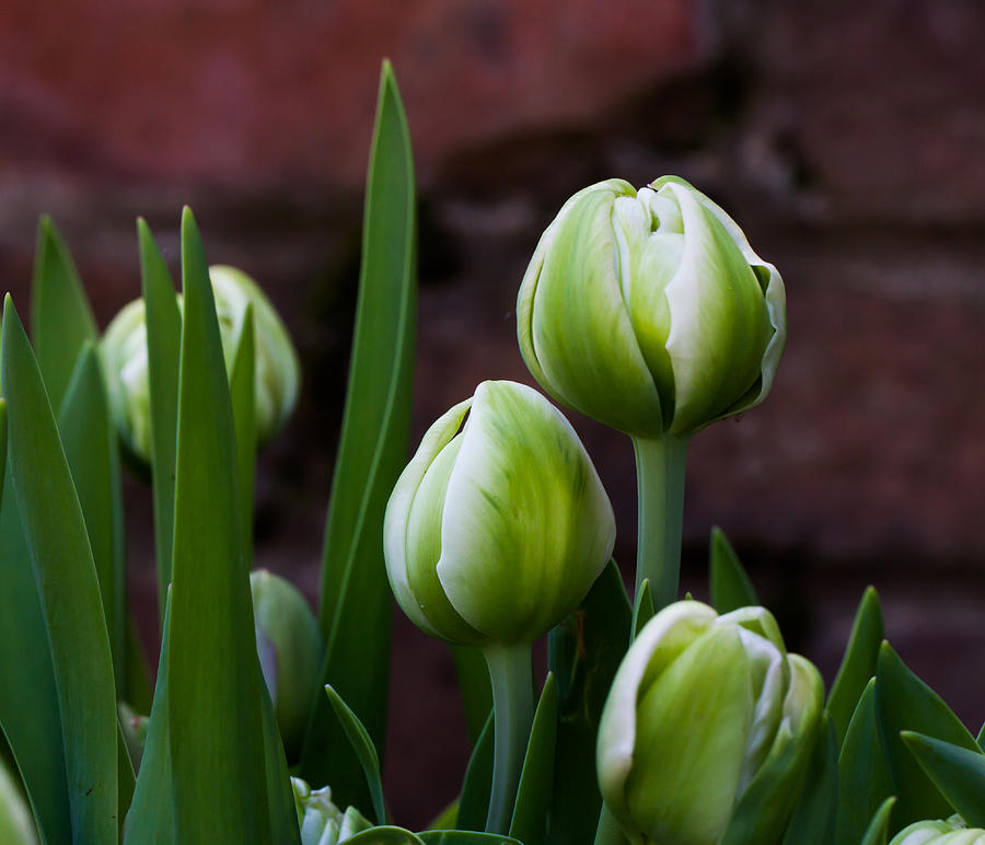 Tulip Buds Photograph by Paula Ponath