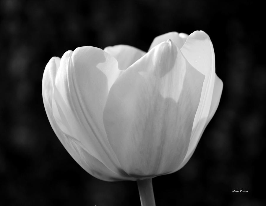 Tulip BW Photograph by Maria Urso