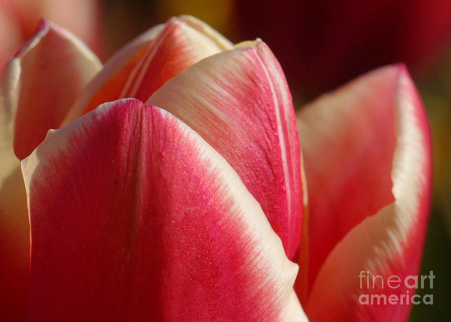 Tulip Calyx 2 Photograph by Rudi Prott
