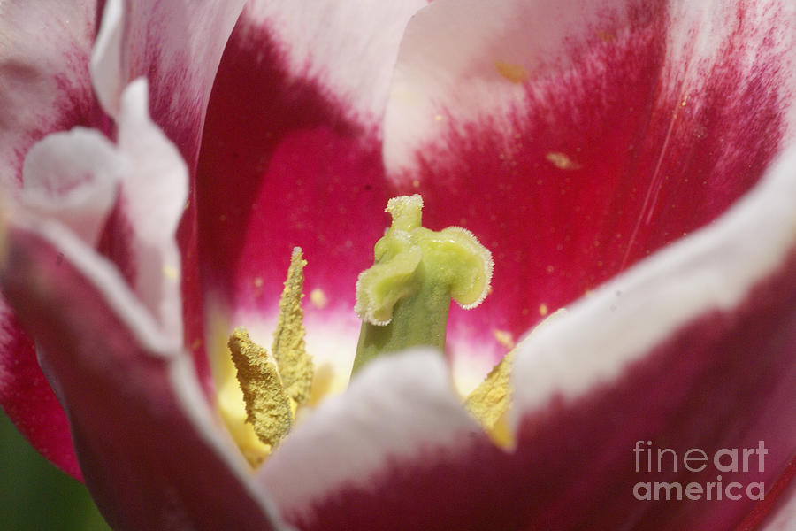 Tulip Calyx Photograph by Rudi Prott
