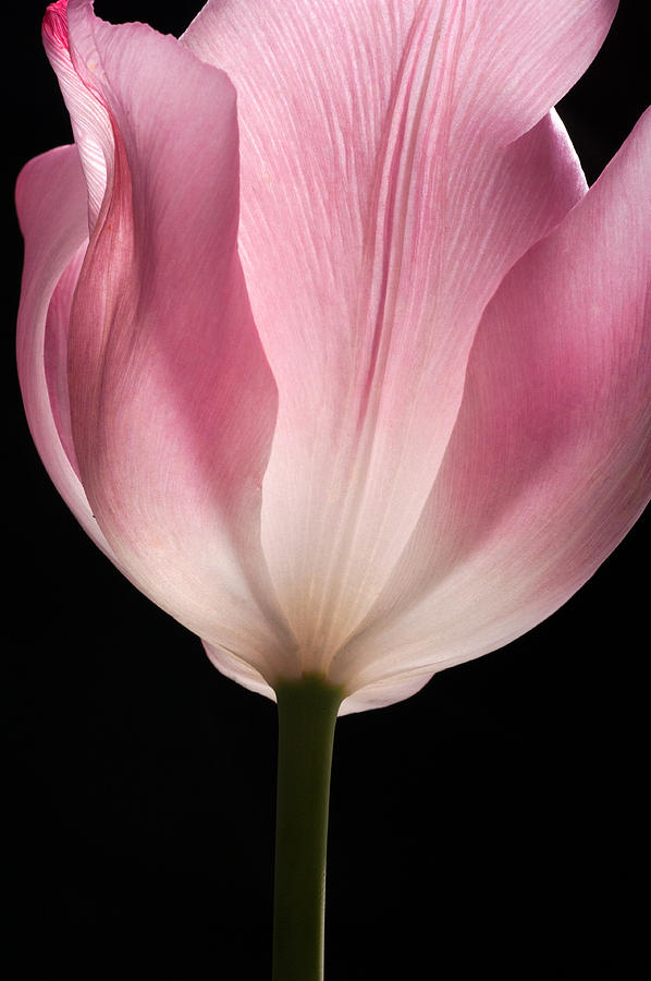 Tulip Photograph by Catherine Lau