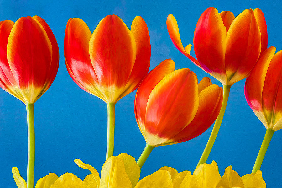 Tulip Cheer Photograph by Joan Herwig