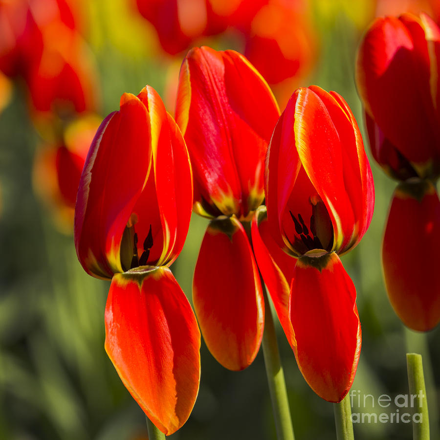 Tulip Choir Photograph by Sonya Lang