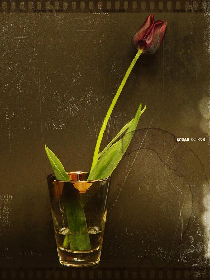 Tulip  Photograph by Chris Berry
