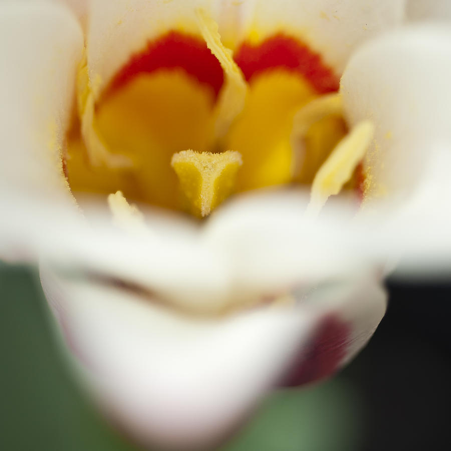 Tulip Close Up 2 Photograph by Steve Purnell