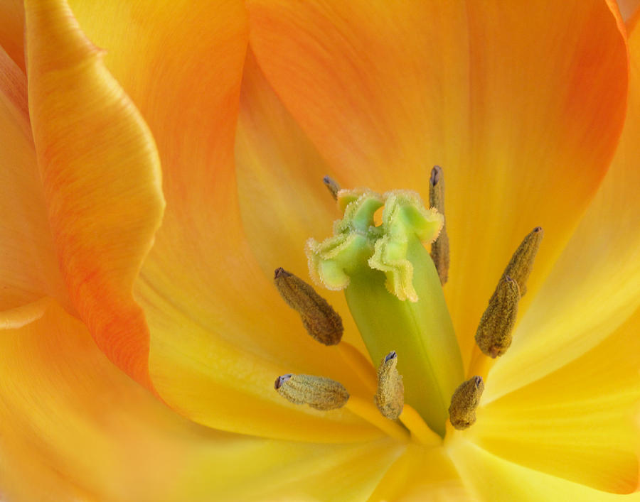 Nature Photograph - Tulip Close Up by David and Carol Kelly