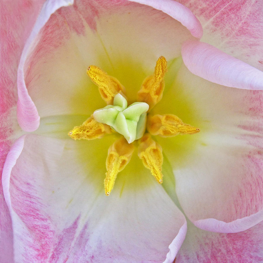 Tulip Close Up II Photograph by David and Carol Kelly