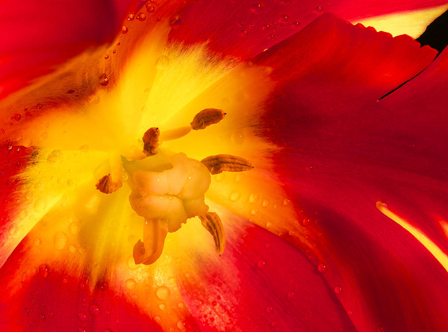 Tulip close up Photograph by Jean Noren