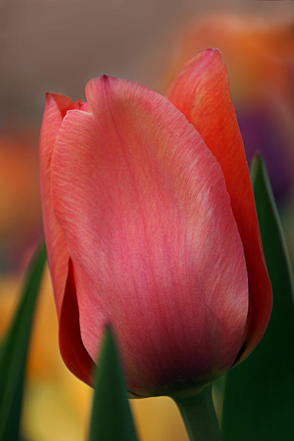 Tulip Close-up Photograph by Leda Robertson