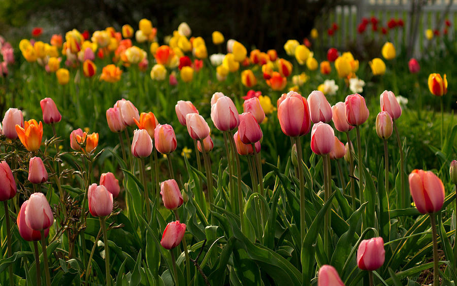 Tulip Cluster Photograph by Maggie Andreini - Pixels