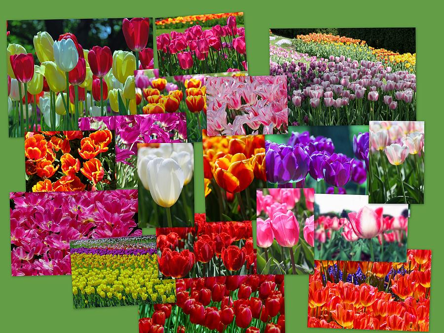 Tulip Collage  Photograph by Allen Beatty