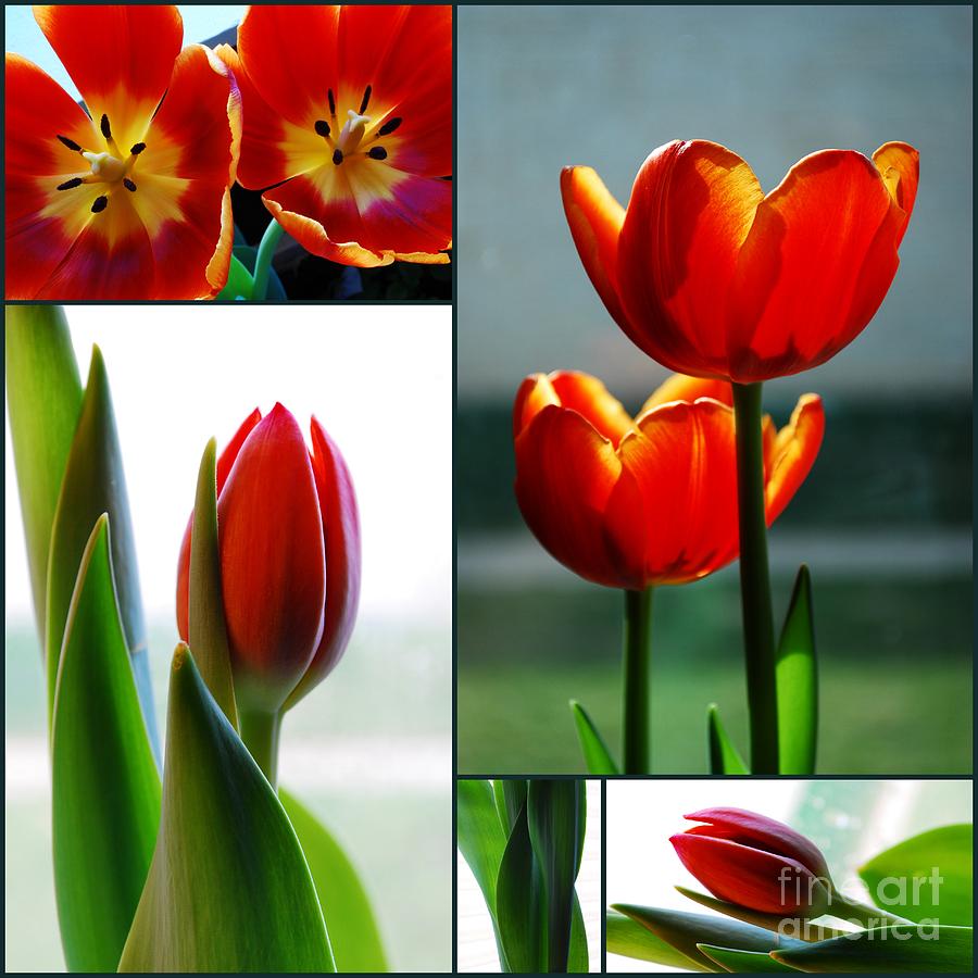 Tulip Collage Photograph by Nancy Mueller