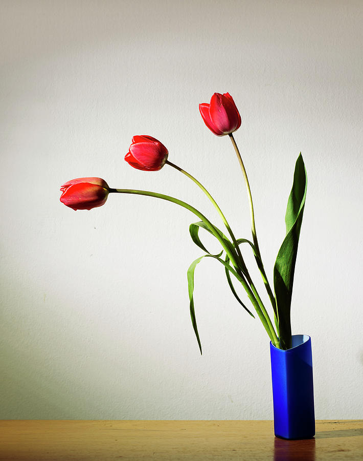 Tulip Composition Photograph by Photo By Ivan Vukelic