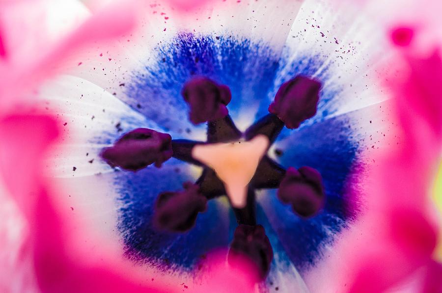 Tulip core Photograph by Gerald Kloss