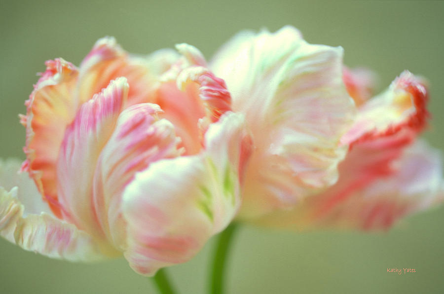 Flower Photograph - Tulip Dance by Kathy Yates
