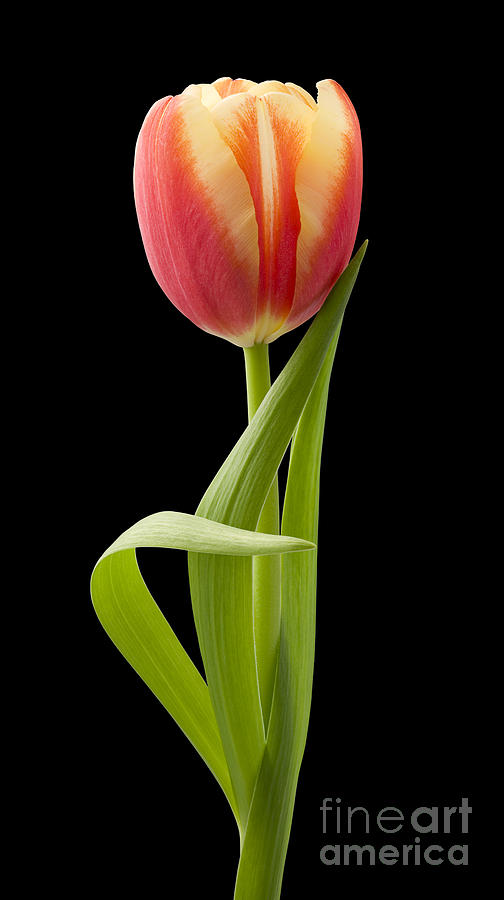 Nature Digital Art - Tulip by Danny Smythe