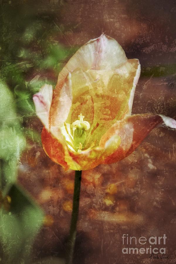 Tulip Photograph by Darla Wood
