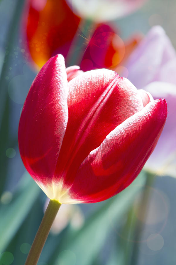 Tulip Daydream Photograph by Bill and Linda Tiepelman