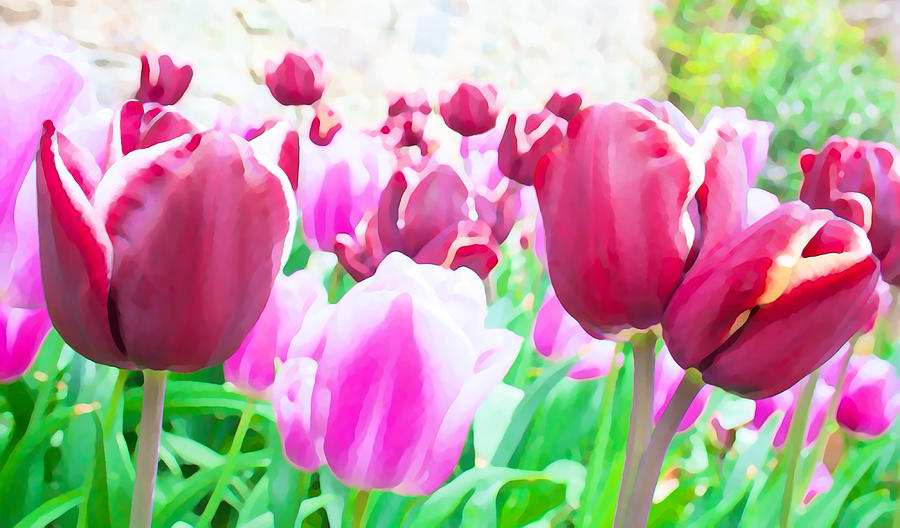 Tulip Delight Digital Art by Semmick Photo
